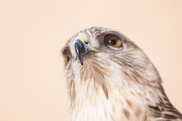 Photo of hawk living in the desert