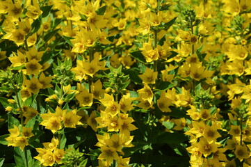 yellow flowers in the Park. summer.
