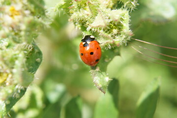 A red ladybug on a green leaf. It is lit by sunlight - Summer in France