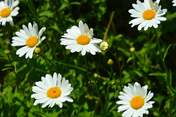 white flowers in green grass. daisies in the Park.