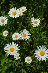 Fototapeta premium white flowers in green grass. daisies in the Park.