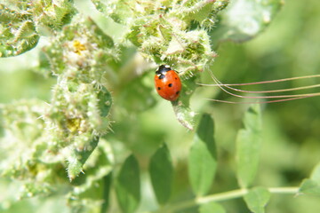 A red ladybug on a green leaf. It is lit by sunlight