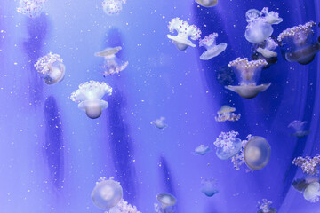 Obraz na płótnie Canvas Jellyfish in aquarium of Barcelona
