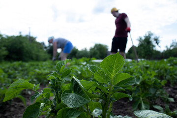 Man and woman work in the garden. Plant vegetables. Hard, dirty work. Village, land. Farming concept. High quality photo