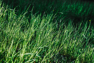 Fresh young green grass in the sun. bright sunny summer day