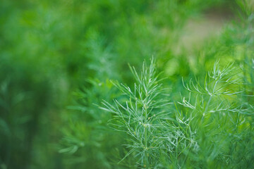 Fresh green dill grows in the garden, close-up background