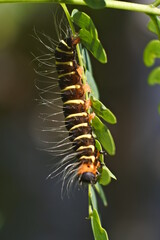 a caterpillar with a brilliant color creeping over the leaves