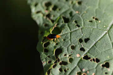 Orange Bug Eats green leaf