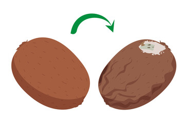 Fresh good kiwi becomes rotten vector isolated. Insects flying around the damaged fruit. Food waste. Mold on the peel of the fruit