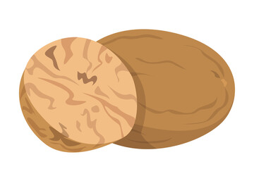 Nutmeg vector isolated. Natural organic ingredient, aromatic spice. Healthy spicy nut. Traditional food seasoning.