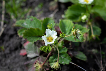 A flower of a strawberry plant. Farming concept. High quality photo
