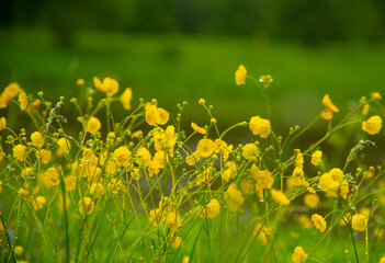 Yellow buttercups with drops of morning dew on a blurred background as a backdrop.