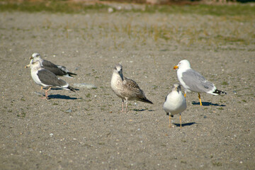 
some seagulls on the tropical coast