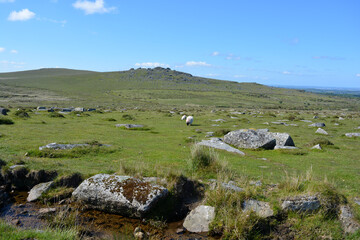 Fototapeta na wymiar Longash Leat, granite boulders and sheep grazing near Merrivale in Dartmoor National Park, Devon, England