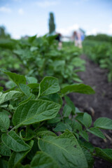 Man and woman work in the garden. Plant vegetables. Hard, dirty work. Village, land. Farming concept. High quality photo