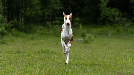 White dog with red spots breed the Podenco of Ibicenco running around the lawn in the forest