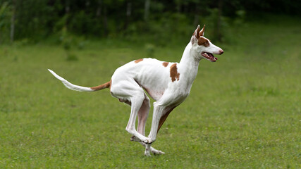 White dog with red spots breed the Podenco of Ibicenco running around the lawn in the forest