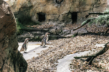 Penguins near the rocks and water, Valencia