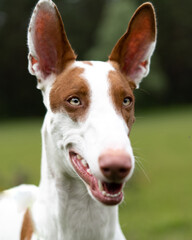 Dog portrait white-red color rocks the ibizian hound Greyhound. A walk in the woods with a purebred hunting dog
