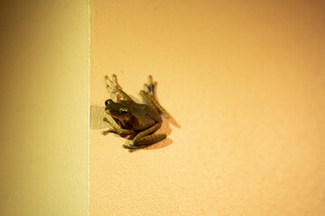 The frog is sitting on the wall. Sucker frog