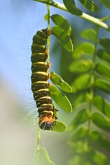 a caterpillar with a brilliant color creeping over the leaves