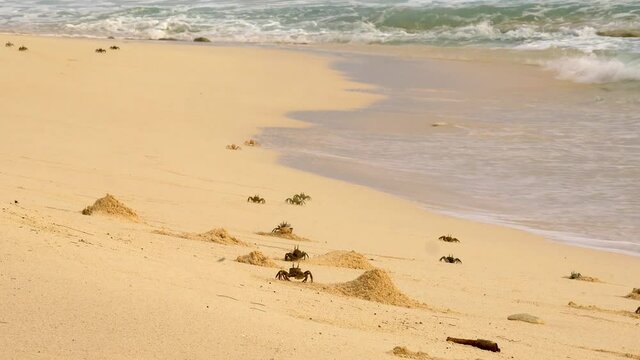 Many crabs on beach in Africa, building holes and burrows
