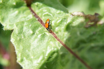 A red ladybug on a green leaf. It is lit by sunlight