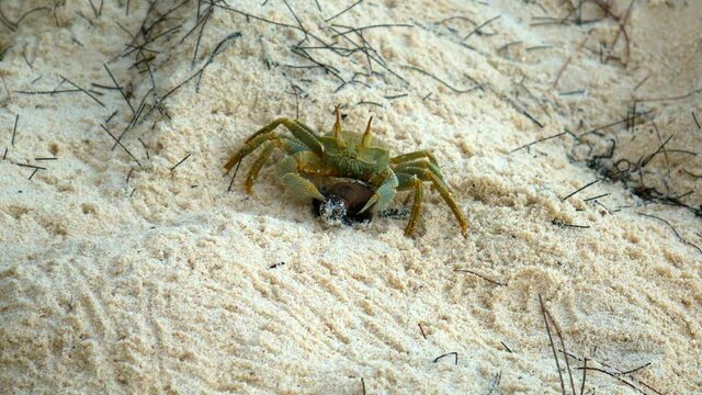 Ghost crab running away with caught turtle hatchling