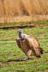 White-backed Vulture, Gyps africanus, Kruger National Park, South Africa, Africa