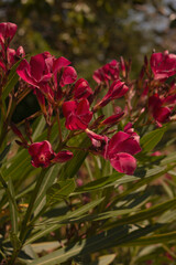 red spring flowers detail of sunny day at the park 