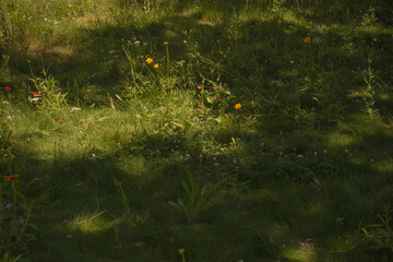 beautiful grass meadow with colorful wildflowers and sunlight