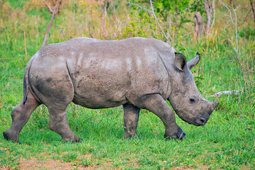 White Rhinoceros, Ceratotherium simum, Square-lipped Rhinoceros, Kruger National Park, South Africa, Africa