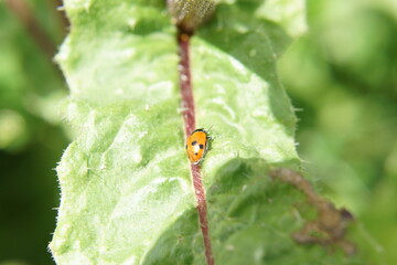 A red ladybug on a green leaf. It is lit by sunlight