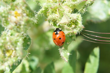 A red ladybug on a green leaf. It is lit by sunlight - Summer in France