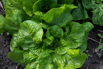 Fototapeta na wymiar lettuce leaves grow in the garden. Plant vegetables. Farming concept. High quality photo