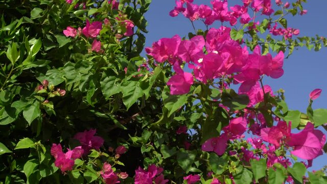 Beautiful green bushes blooming with pink flowers outdoors on sunny hot summer day. Foliage isolated on sunny clear blue sky background.