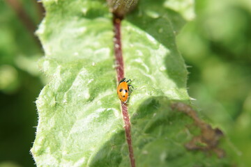  A red ladybug on a green leaf. It is lit by sunlight