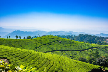 Obraz premium Tea Plantation, Munnar, Kerala, India.