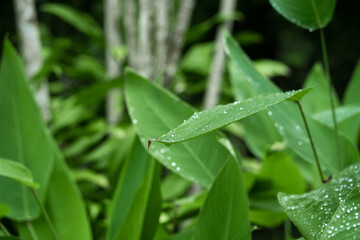 Raindrops on a green leaf. Natural hydration of plants.
