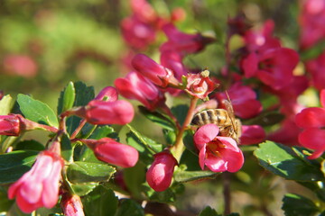 Beautiful little flowers with sensational colors with a bee that is foraging