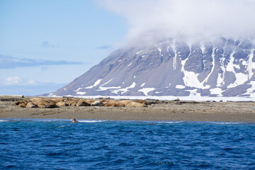 Walrus colony at 