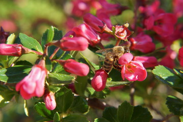 Beautiful little flowers with sensational colors with a bee that is foraging