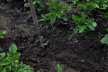 Work in the garden. Hand with a hoe. Plant vegetables. Hard, dirty work. Village, land. Farming concept. High quality photo