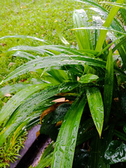 Fresh green leaves background, green small plant in the garden.