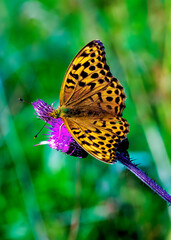 butterfly on yellow flower
