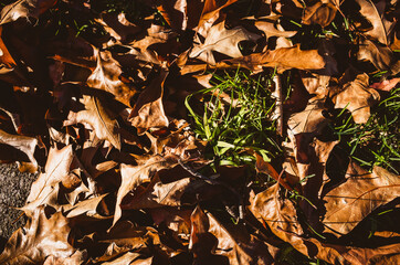 fallen autumn leaves