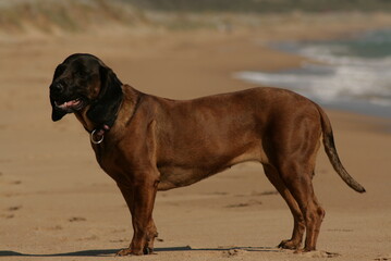 Dog at the Beach