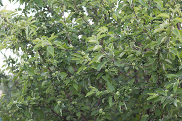 Fototapeta na wymiar Young apples on apple tree branch in garden