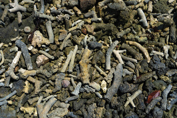 Debris of coral on the beach near the water. Coral beach.