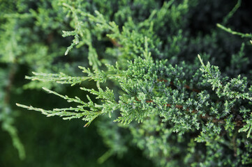 Green thuja. Branches of a young thuja.